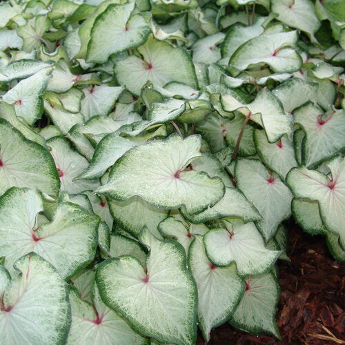 White star caladium with heart-shaped white leaves in pot