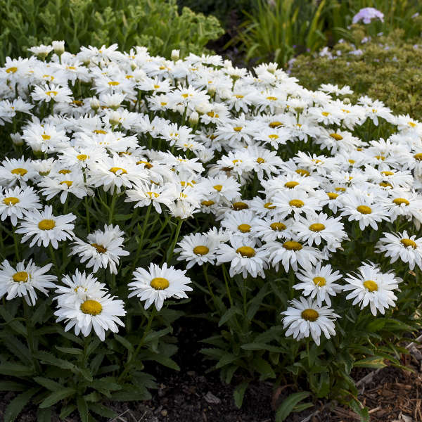 Whoops-a-Daisy leucanthemum in bloom in a nursery pot
