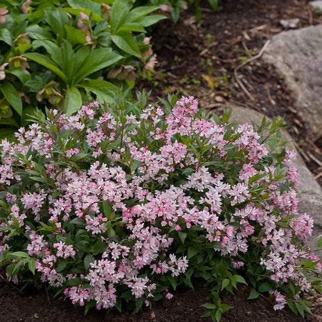 Yuki Cherry Blossom deutzia with white blooms in a pot