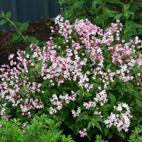 Yuki Cherry Blossom deutzia with white blooms in pot