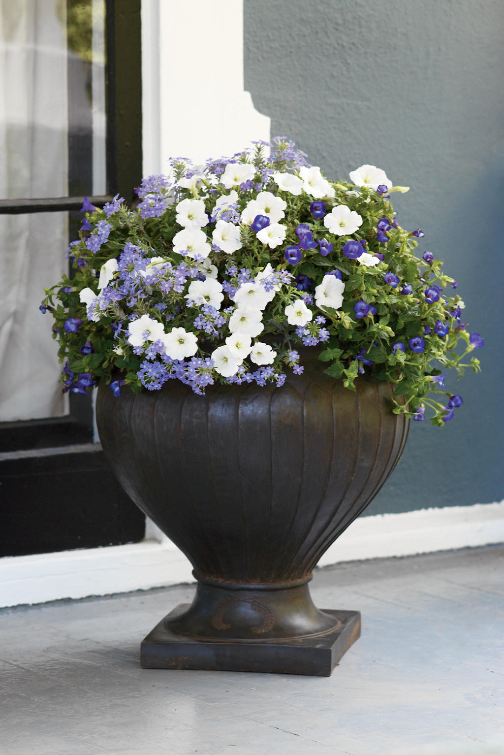 Large violet torenia in a nursery pot