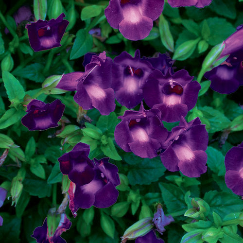 Summer Wave violet torenia in a pot, with purple blooms