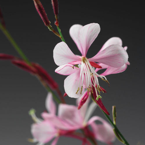 Pink picotee gaura flowers in a pot