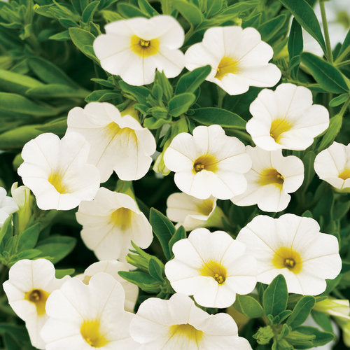 Superbells® White | Proven Winners – Creekside Nursery, Inc
