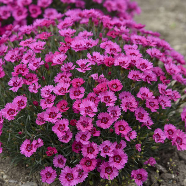 Paint the Town Fancy dianthus in a container