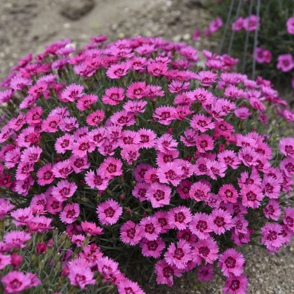 Pink Dianthus flowers in a nursery pot