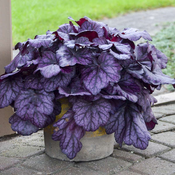 Primo® 'Wild Rose' Heuchera | Proven Winners