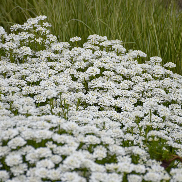 Alexander's White' Evergreen Candytuft – Creekside Nursery, Inc
