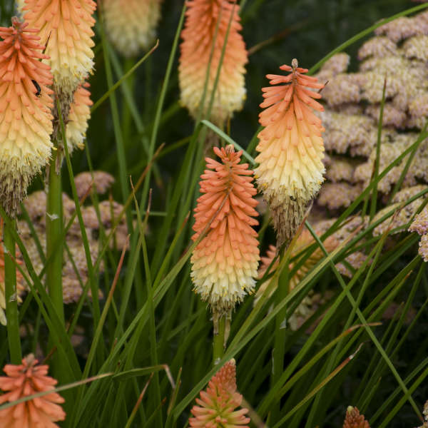 Pyromania Hot and Cold kniphofia in a pot