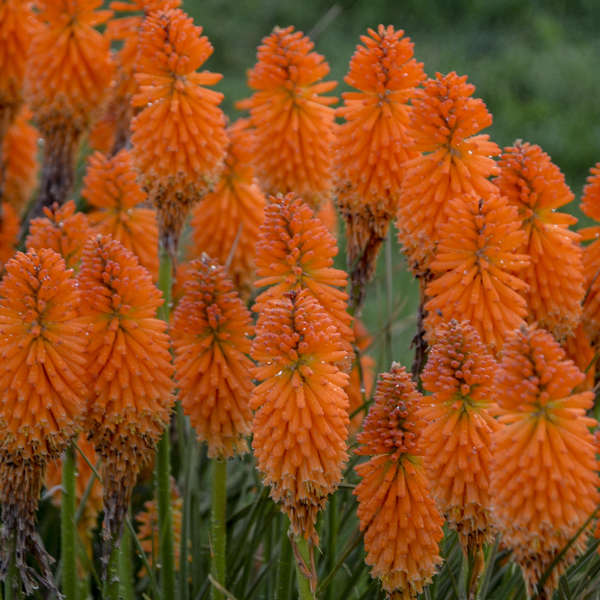 Pyromania Orange Blaze kniphofia in bloom in a pot