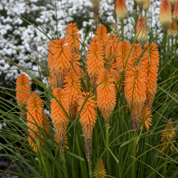 Pyromania Orange Blaze kniphofia in a pot with orange blooms