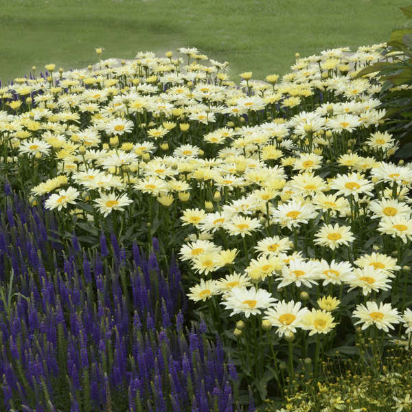 Amazing Daisies Banana Cream II Shasta Daisy in bloom