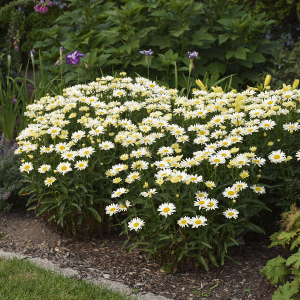 Amazing Daisies Banana Cream II Shasta Daisy blooming in a pot