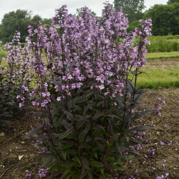 Midnight Masquerade penstemon with purple flowers in pot