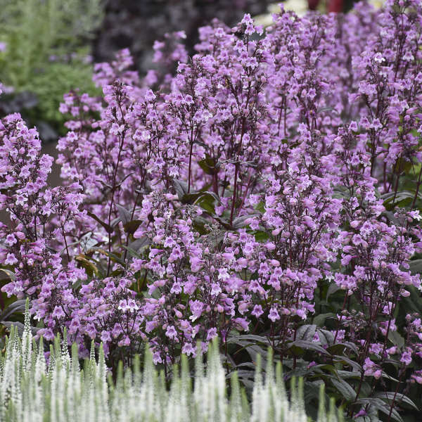 Midnight Masquerade penstemon with purple flowers in a pot