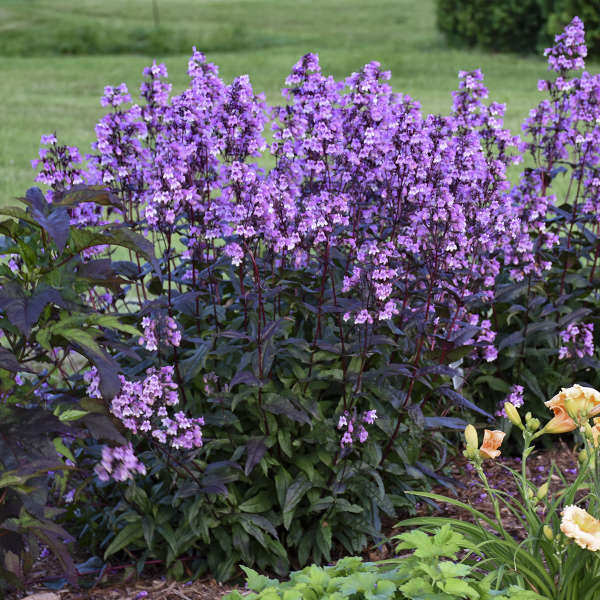 Midnight Masquerade penstemon with purple flowers and dark foliage