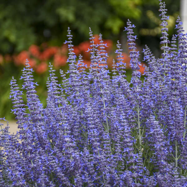 Denim 'n Lace' Russian Sage – Creekside Nursery, Inc