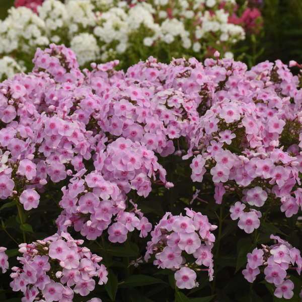 Luminary™ Phlox paniculata 'Opalescence' | Proven Winners®