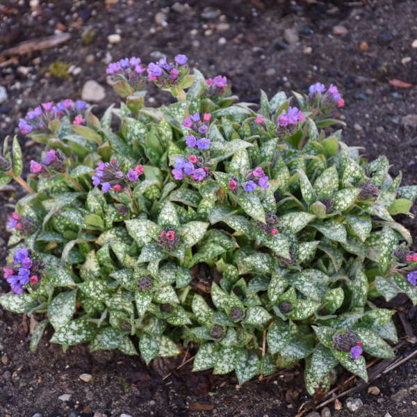 Pulmonaria 'Spot On' with spotted leaves in a nursery pot