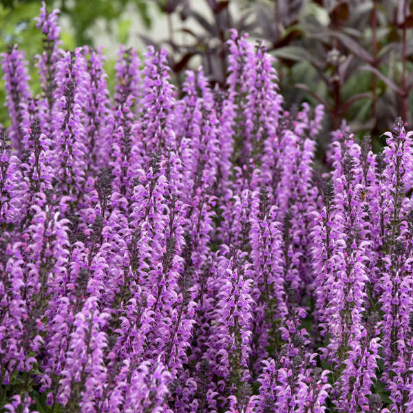 Color Spires® 'Back to the Fuchsia' Perennial Salvia | Proven Winners