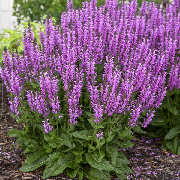 Color Spires® 'Back to the Fuchsia' Perennial Salvia | Proven Winners