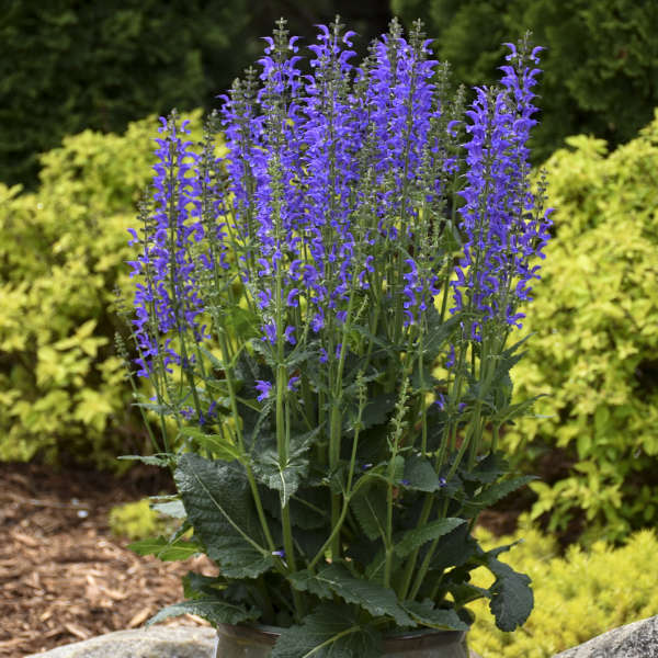 Color Spires® 'Indiglo Girl' Perennial Salvia | Proven Winners