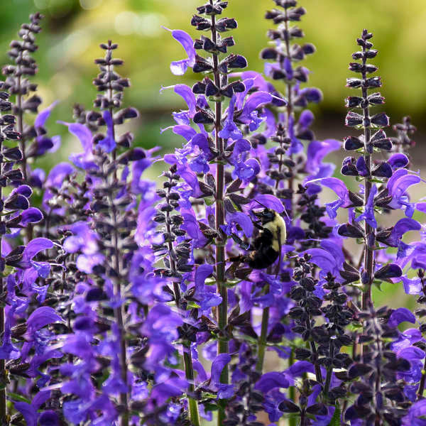 Color Spires® 'Indiglo Girl' Perennial Salvia | Proven Winners