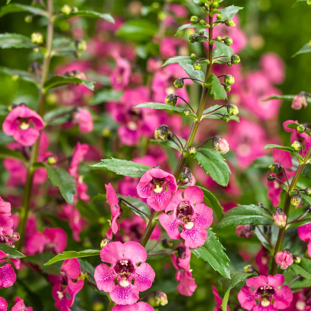Angelface® Perfectly Pink Angelonia – Creekside Nursery, Inc