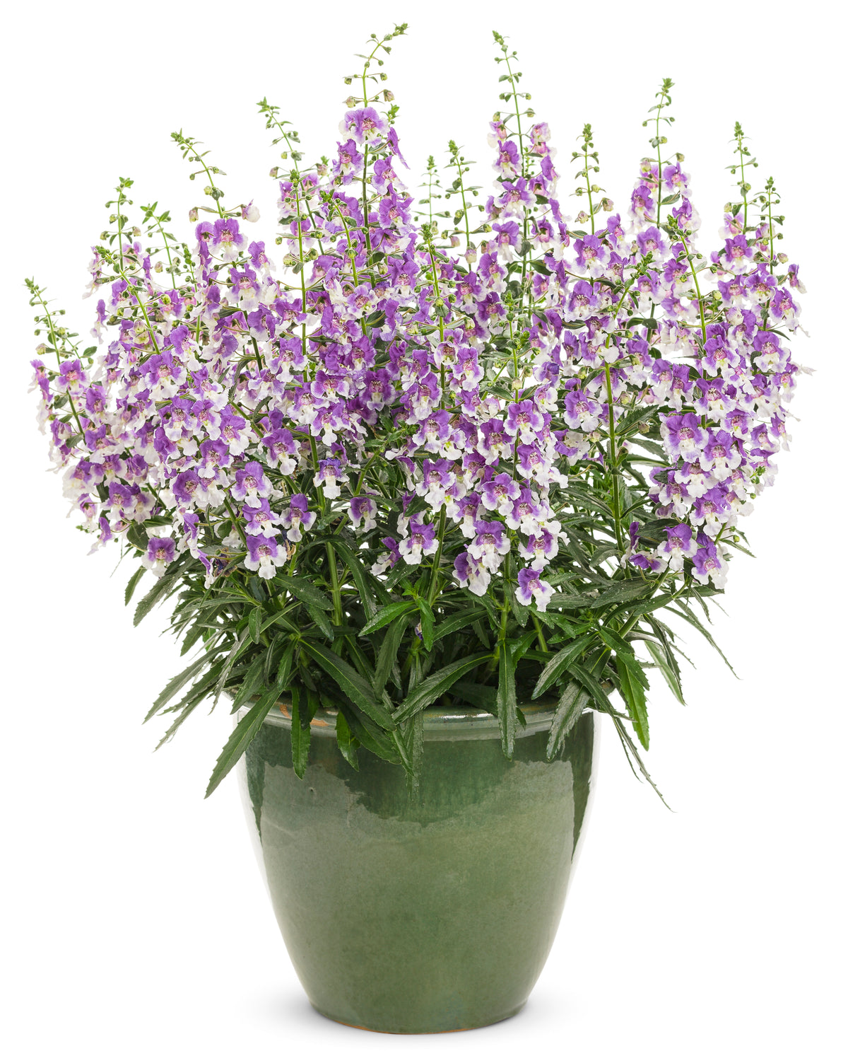 Angelface Wedgewood Blue angelonia in bloom in a pot