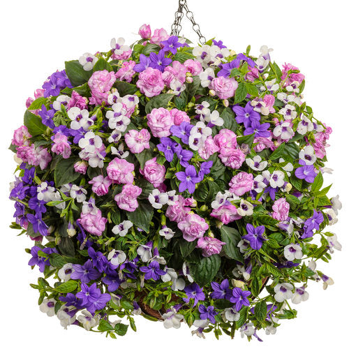 Rockapulco Wisteria double impatiens in a nursery pot