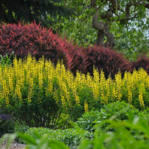 yellow baptisia flowers on a green leafy plant in a pot