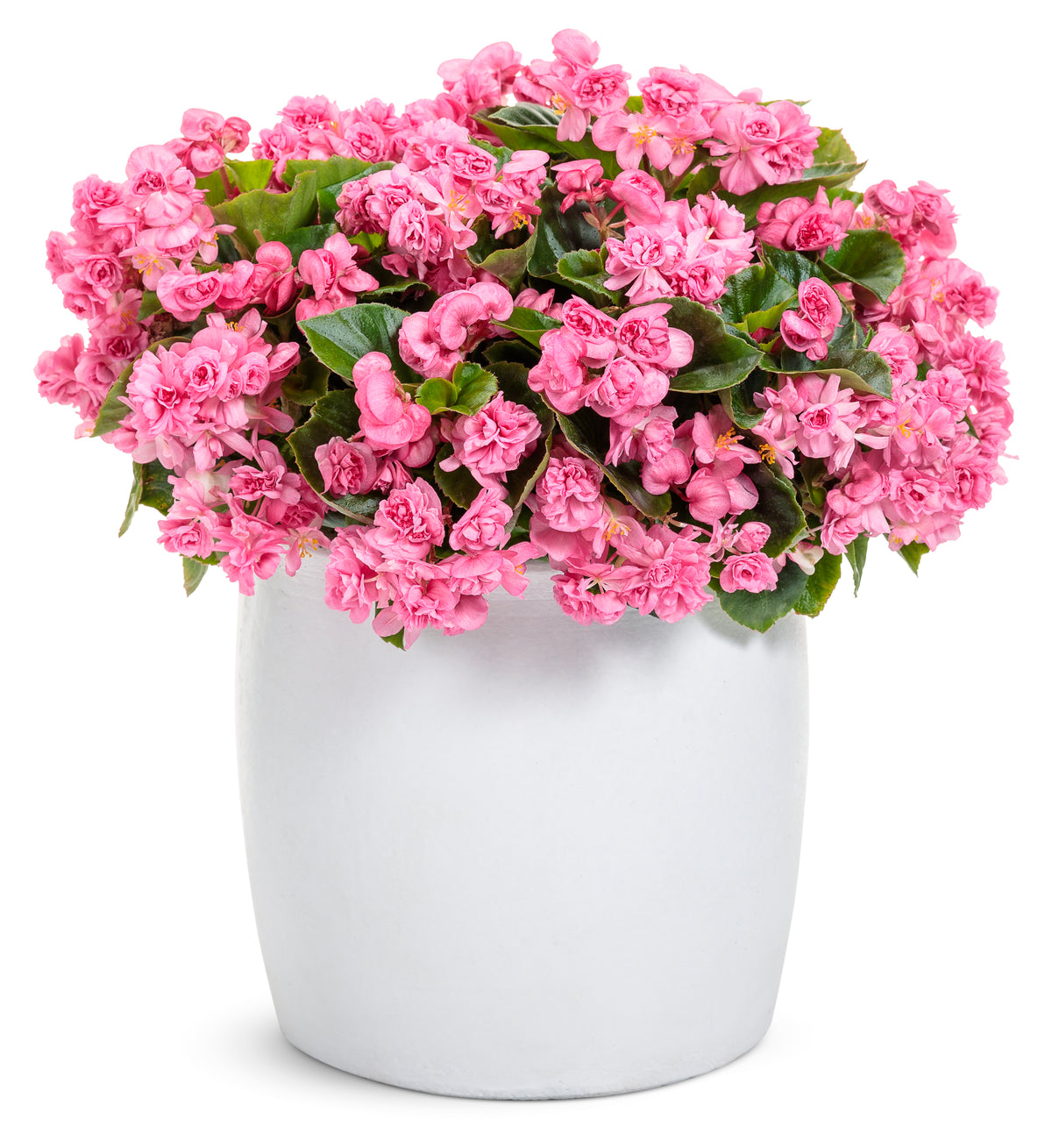 Double Up Pink begonia with pink flowers in a pot