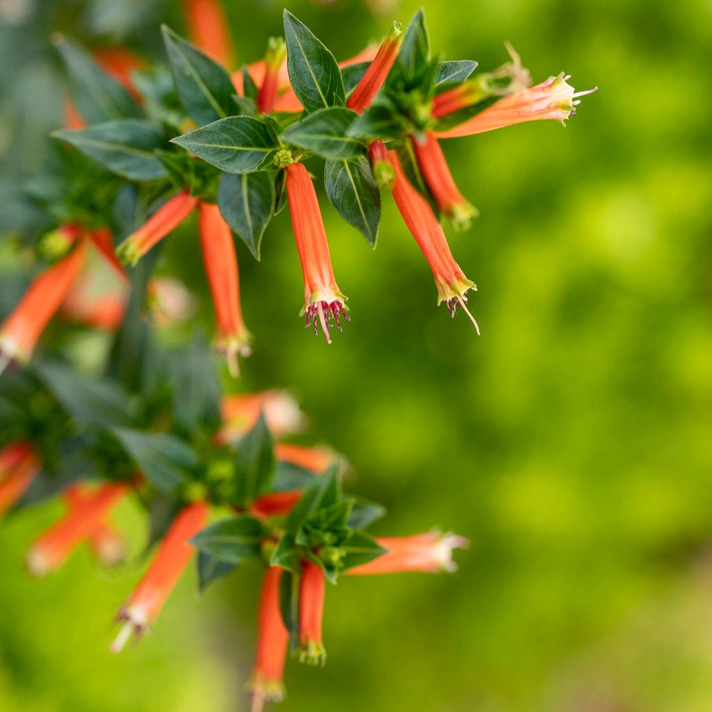 Vermillionaire® Large Firecracker Plant Cuphea | Proven Winners