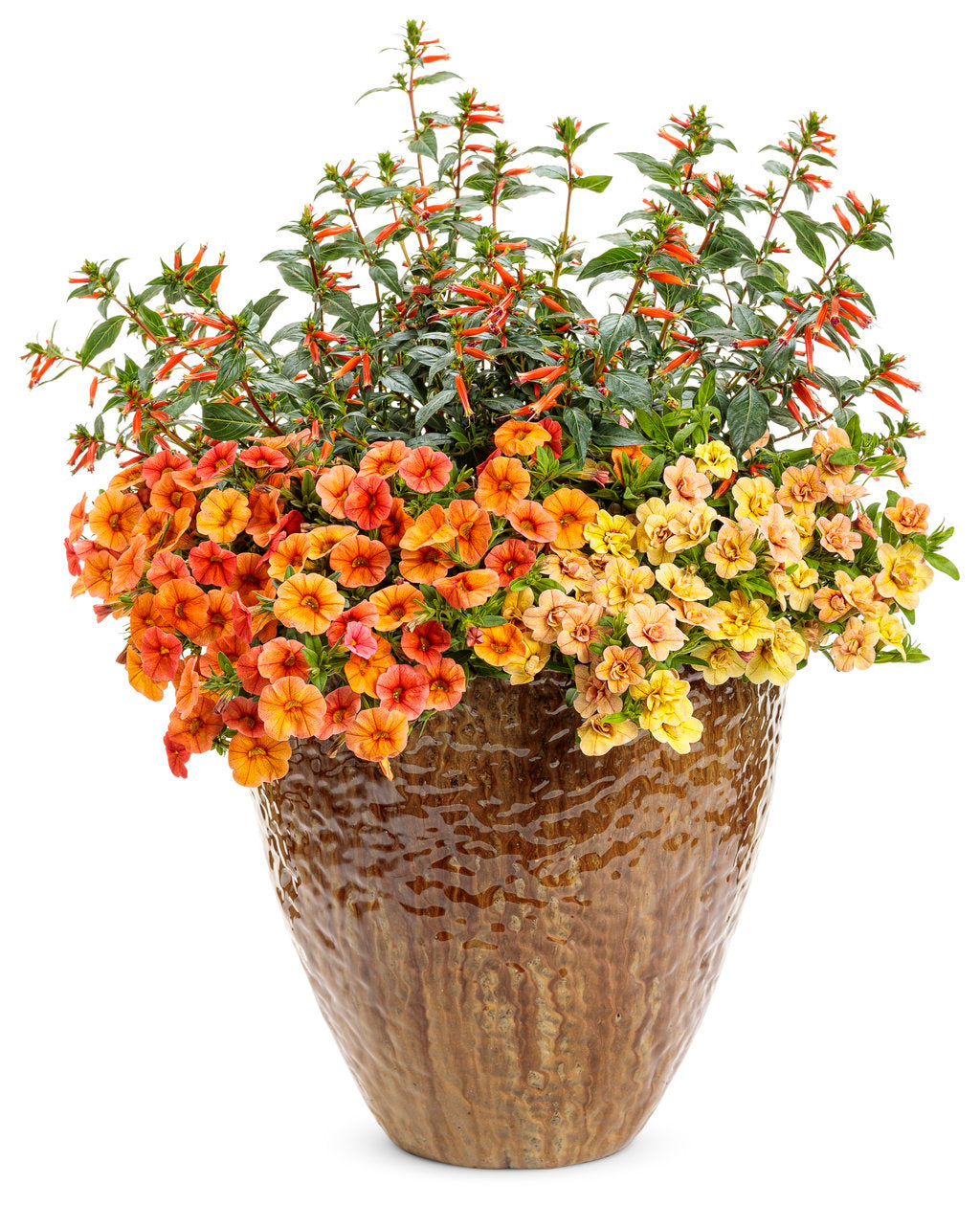 Vermillionaire firecracker plant in a nursery pot