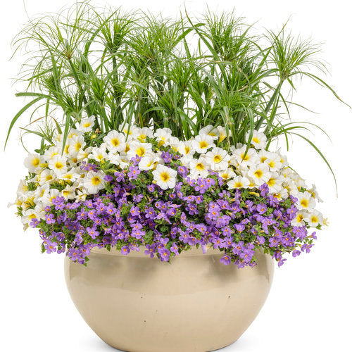 Superbells Over Easy calibrachoa in a pot with yellow blooms