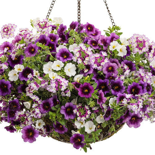 Superbells® White | Proven Winners