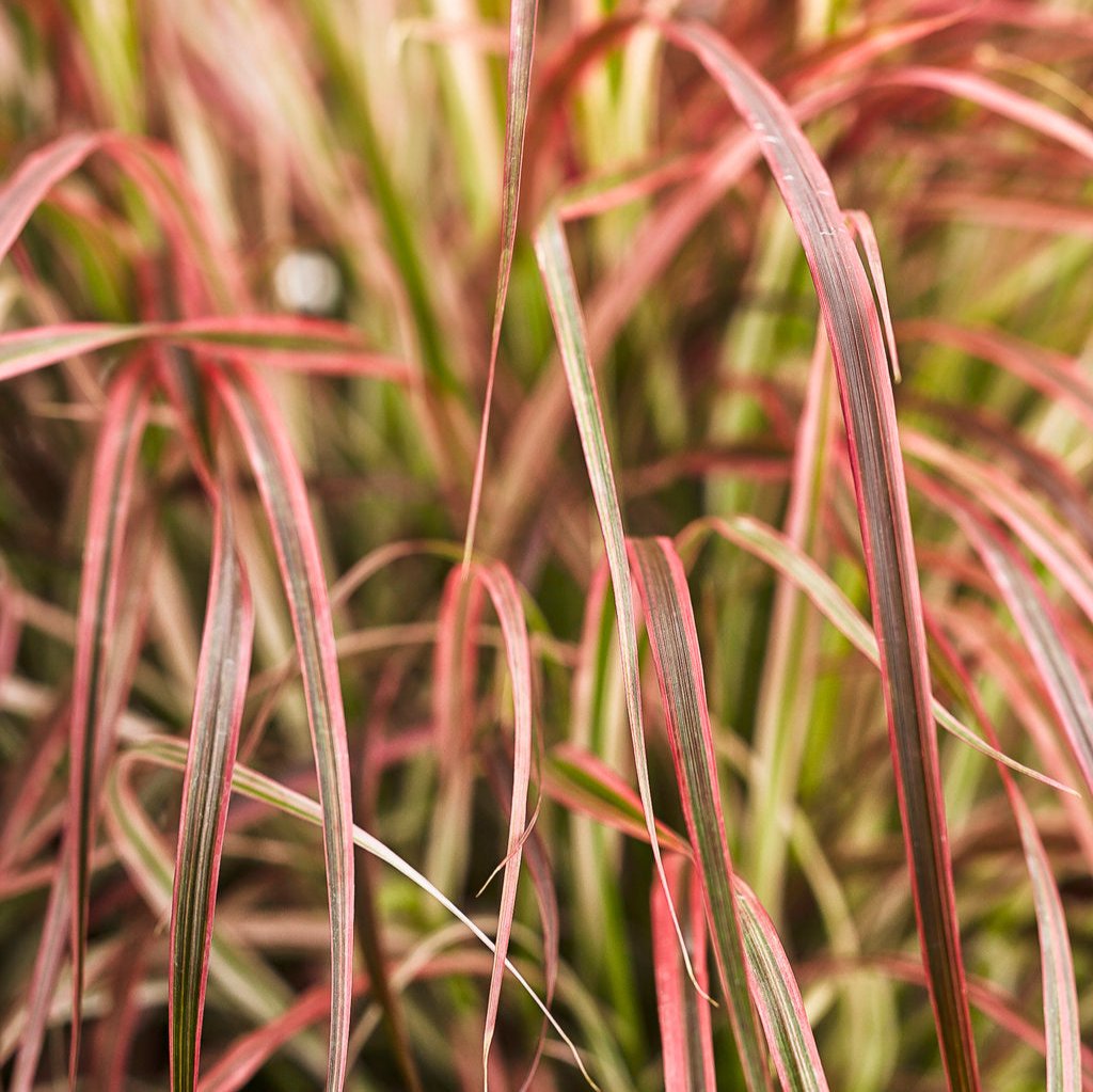 Proven Winners Graceful Grasses 'Fire...