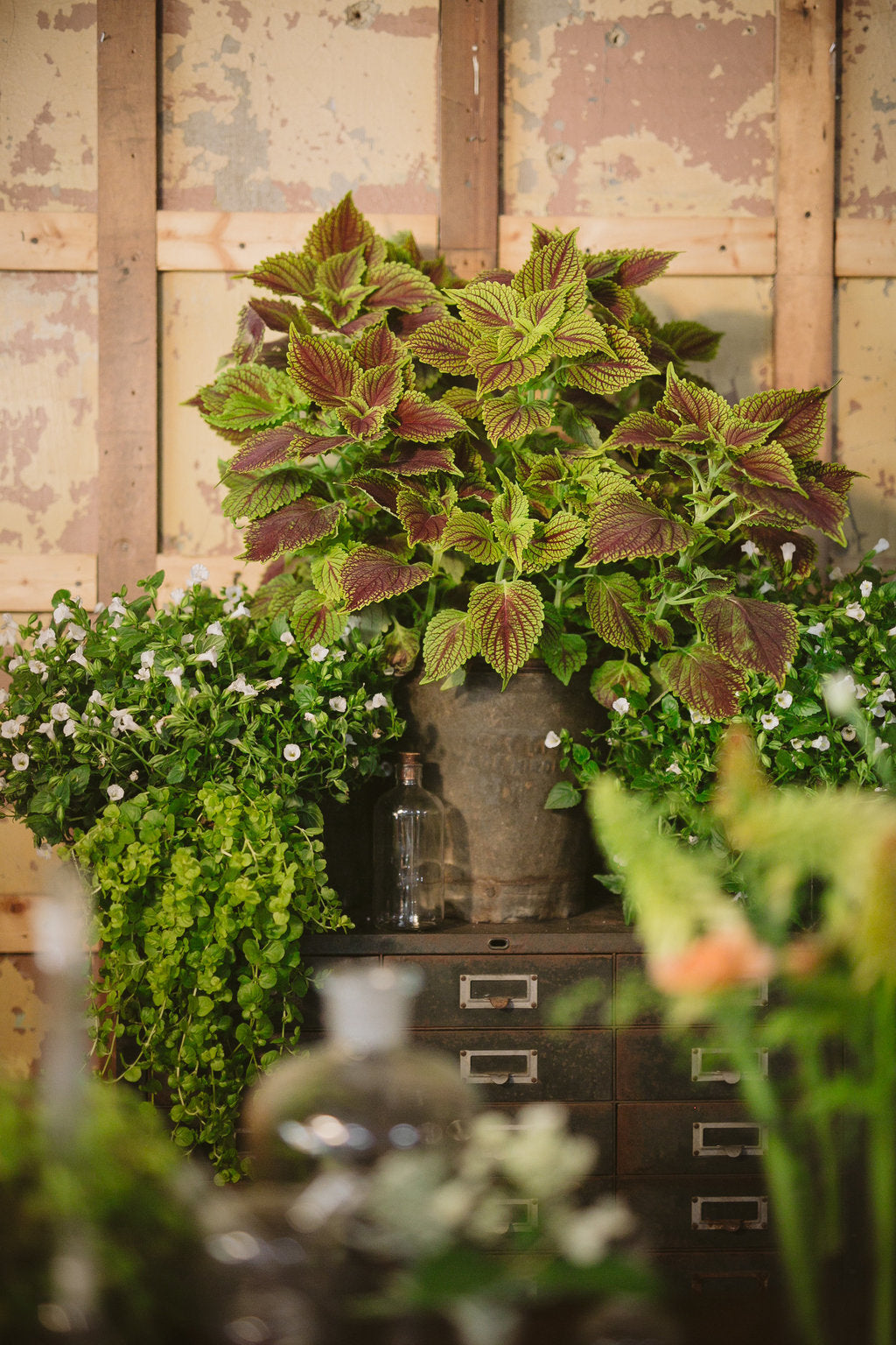 Golden Dreams coleus with golden and green leaves in a pot