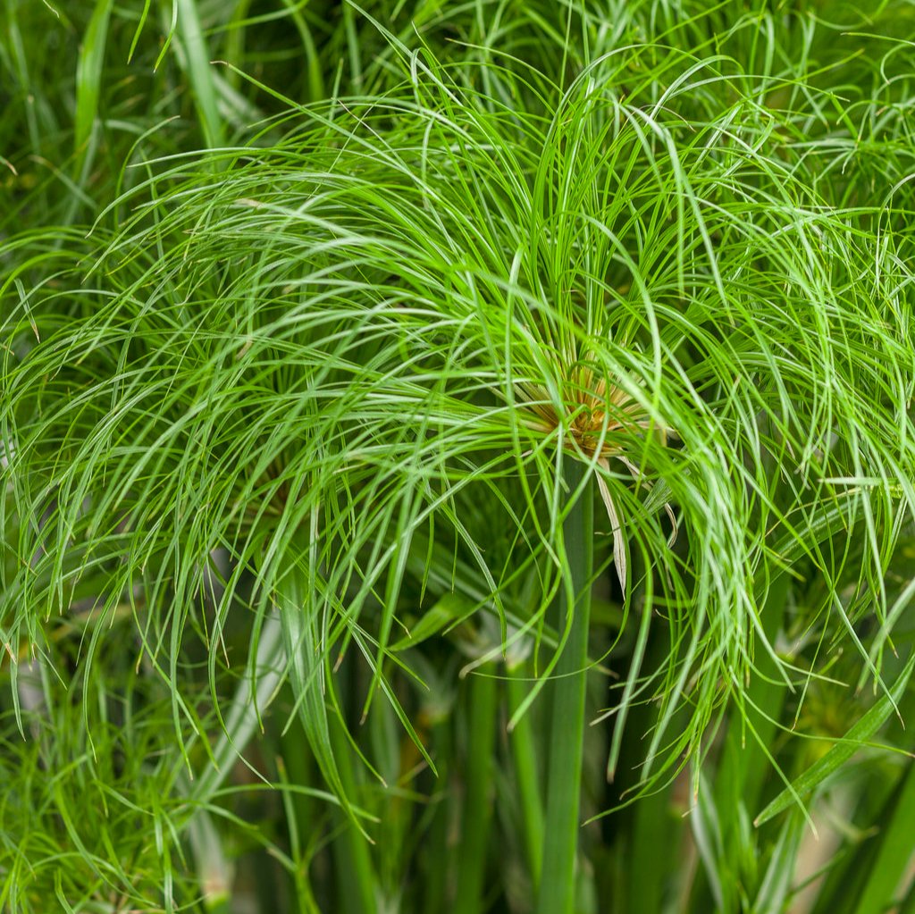 Graceful Grasses Prince Tut in a nursery pot