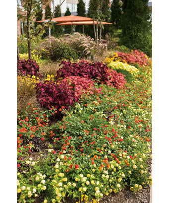 ColorBlaze Sedona Sunset coleus with red and orange leaves