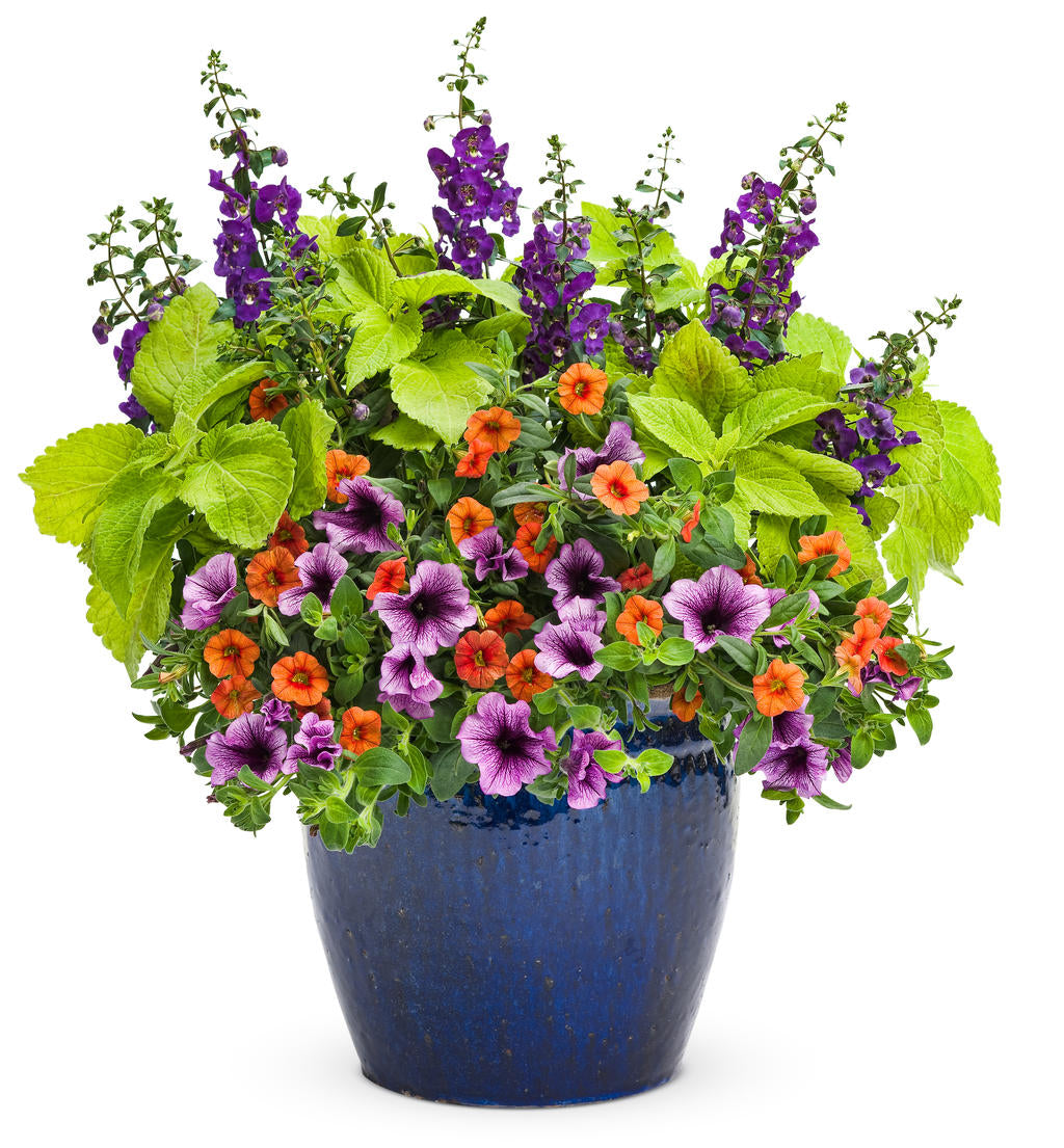 ColorBlaze Lime Time coleus in a container with lime leaves