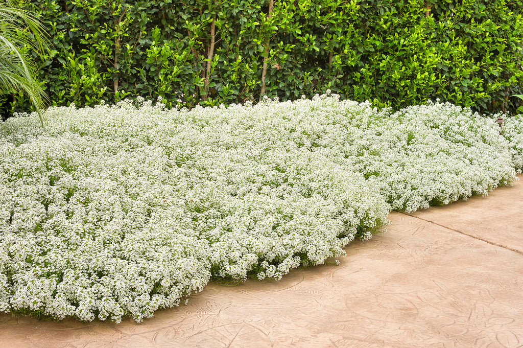 Snow Princess sweet alyssum blooming in a container