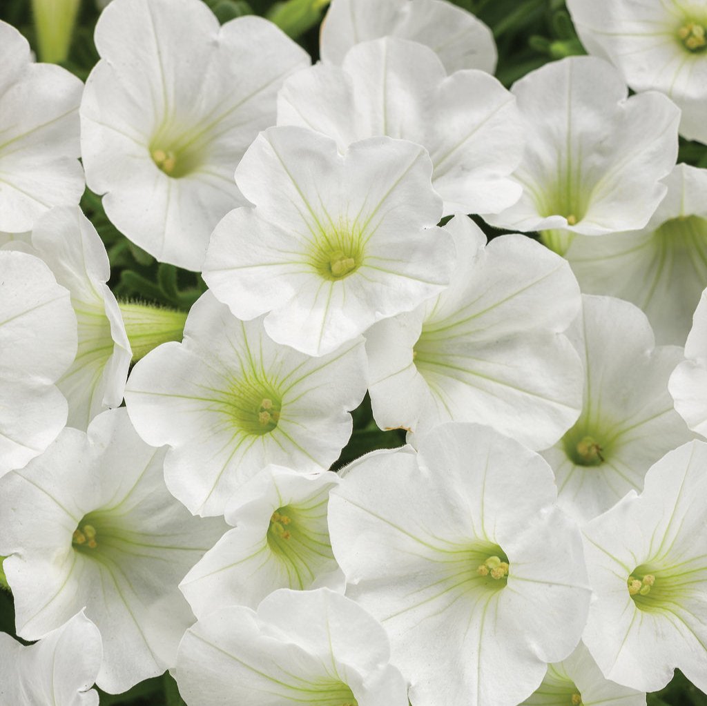 Supertunia Mini Vista white petunia in a pot