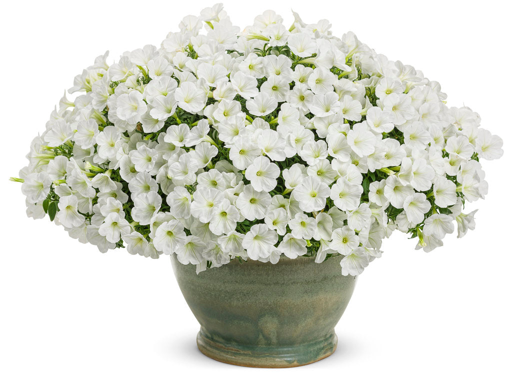 White petunia blooms in a nursery pot
