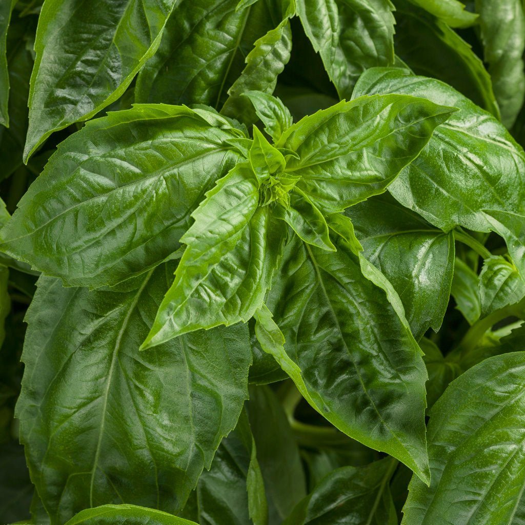 Amazel Basil® – Creekside Nursery, Inc