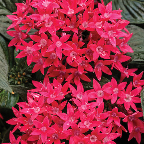 penta plants in pots Sunstar® Red Pentas