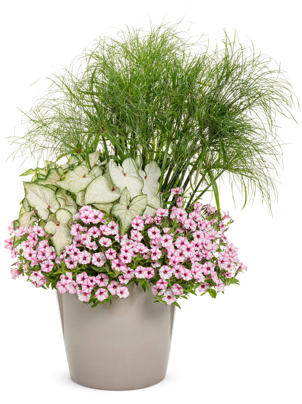 Supertunia Mini Vista Pink Star petunia in a pot