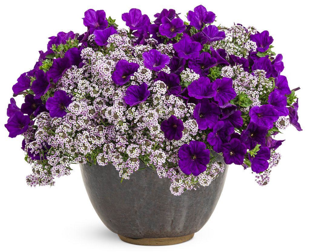 Supertunia Royal Velvet petunia in a container with purple blooms