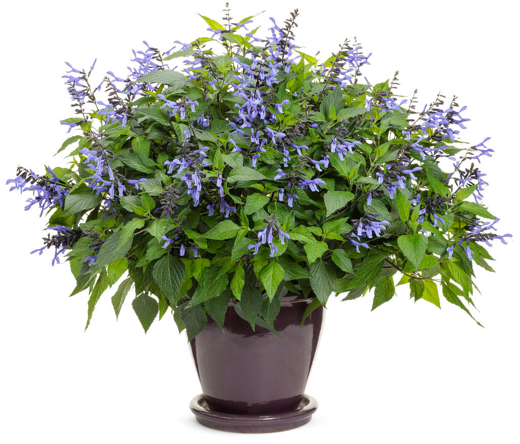 Blue salvia flowers in a nursery pot