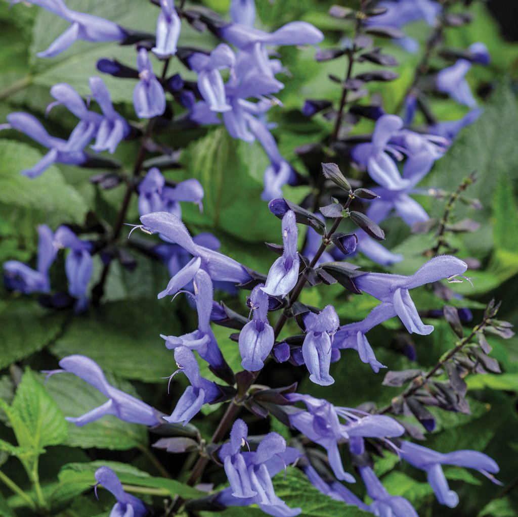 Rockin' Blue Suede Shoes salvia in bloom in a pot